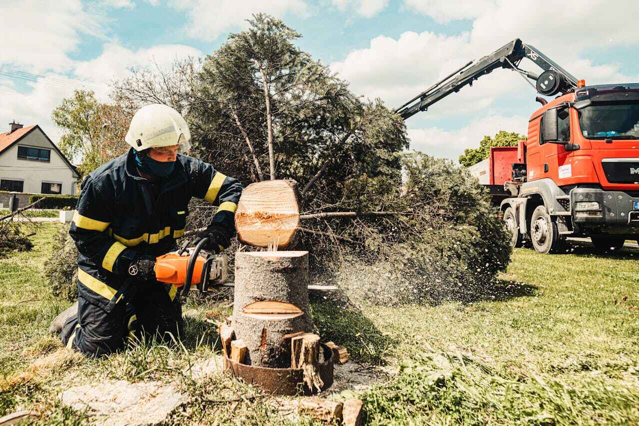 The Steps Involved in Our Tree Care Process in Rossville, IL